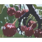 Kentish Cherries